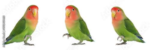 Obraz Peach-faced Lovebird Standing with Relaxed Attentive Pose - Agapornis roseicollis - Inséparable rosegorge - Rosenköpfchen - Small African Parrot Photography SEO Optimized for Exotic Pet Portals