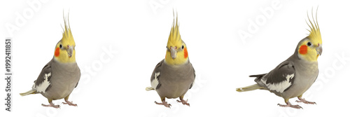 Bild auf Leinwand Cockatiel Standing with Crest Slightly Forward - Nymphicus hollandicus - Perruch