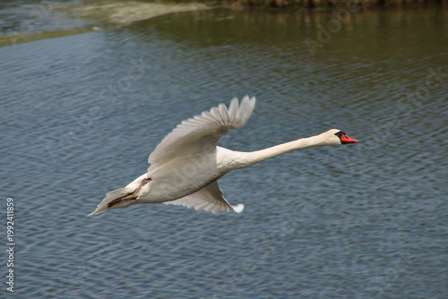 Schwan im Flug