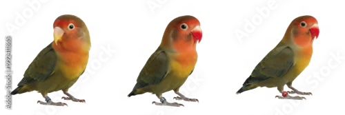 Fototapeta Peach-faced Lovebird Standing with Compact Posture - Agapornis roseicollis - Inséparable rosegorge - Rosenköpfchen - Small African Parrot Photography SEO Optimized for Commercial Pet Media Outlets