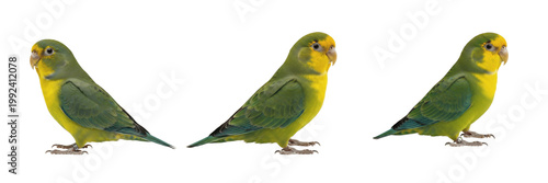 Fotografie Pacific Parrotlet Standing with Minimal Movement - Forpus coelestis - Toui céles