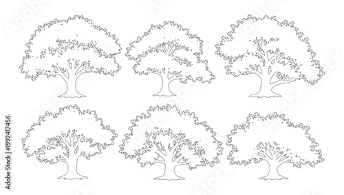 Vector set of broad canopy trees in elevation view for use in architectural drawings