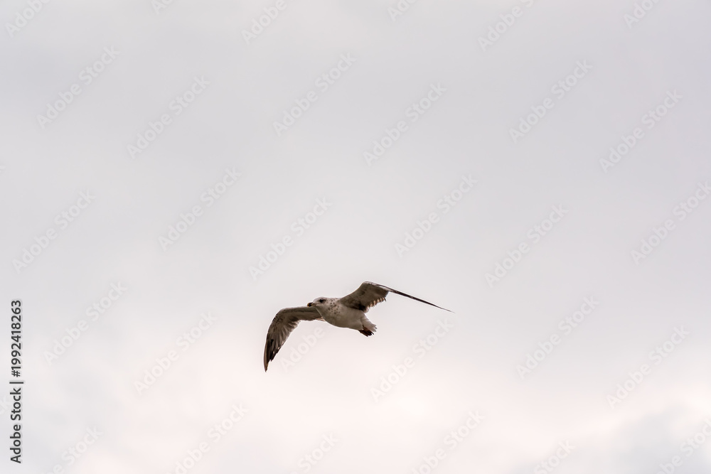Obraz premium Sea gull in the clear blue sky.