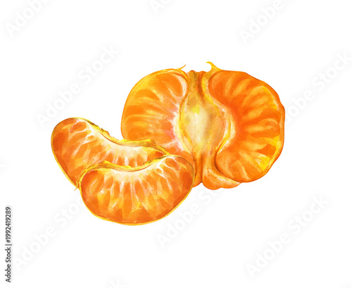 Watercolor illustration of a peeled tangerine or mandarin orange on an isolated background. One large half-section of the fruit alongside two separate, juicy segments. Realistic clipart is perfect for