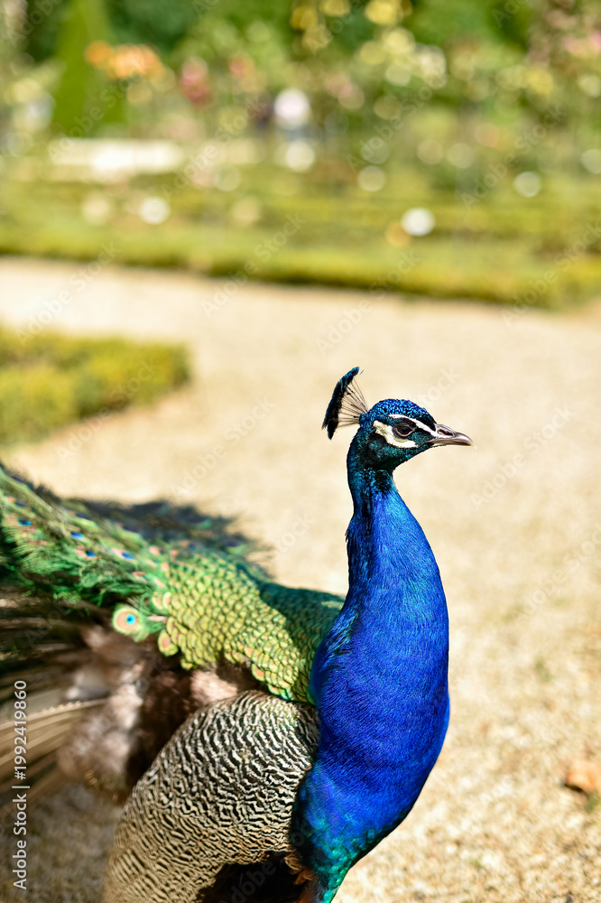 Obraz premium Profile view of an Indian peacock standing on a gravel path in a Parisian park. The blue bird is shown against a blurred green garden background.
