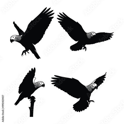 Foto African Grey parrot silhouette icon set, minimalist black bird vector illustration, flying parrot isolated on white background, exotic pet bird elements for logo design and wildlife branding
