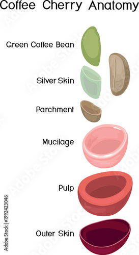 Educational coffee cherry layers anatomy (Coffea arabica) diagram, vector infographic with labels
