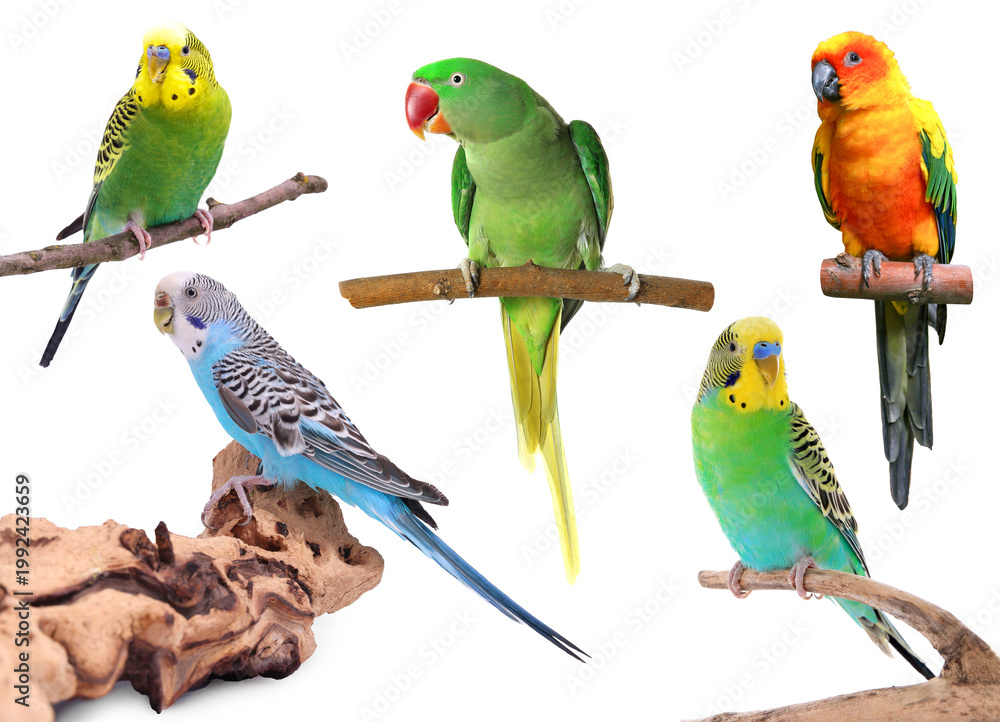 Obraz premium Different bright parrots isolated on white, collection