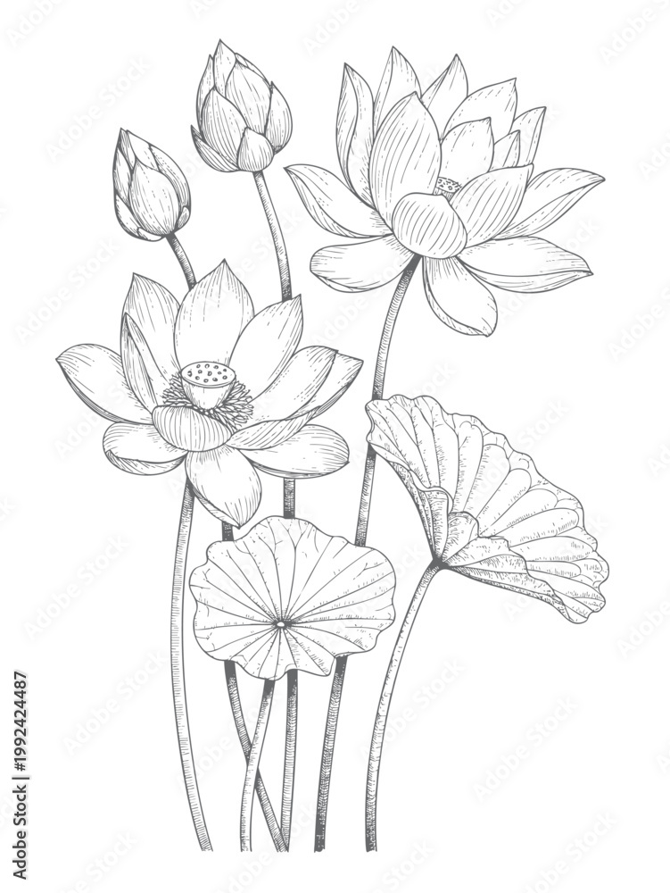 Obraz premium Vintage lotus flower stems with blooms and leaves in elegant botanical line art. 
