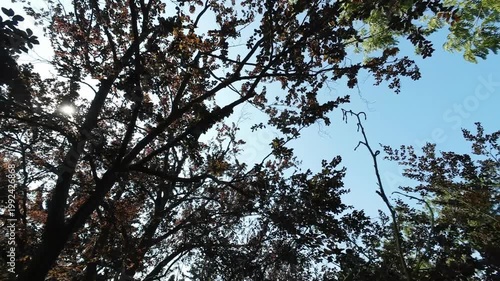  Upward drone flight through trees with branches and leaves against sky