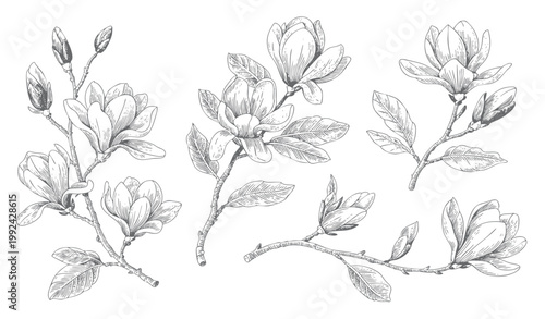Magnolia flower engraved black and white botanical artwork. Vintage floral vector branch bloom style.