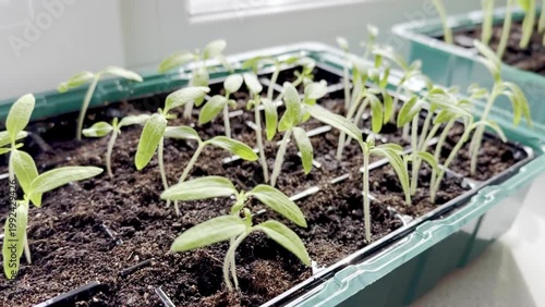 Green seedlings growing in plastic trays on a windowsill, showcasing the progression of plant development with rich soil and sunlight illuminating the scene