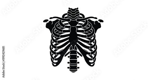 Anatomical illustration of a human ribcage in black and white