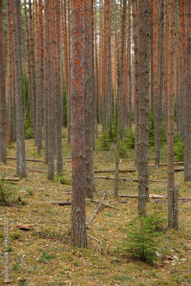 Fototapeta premium forest in spring