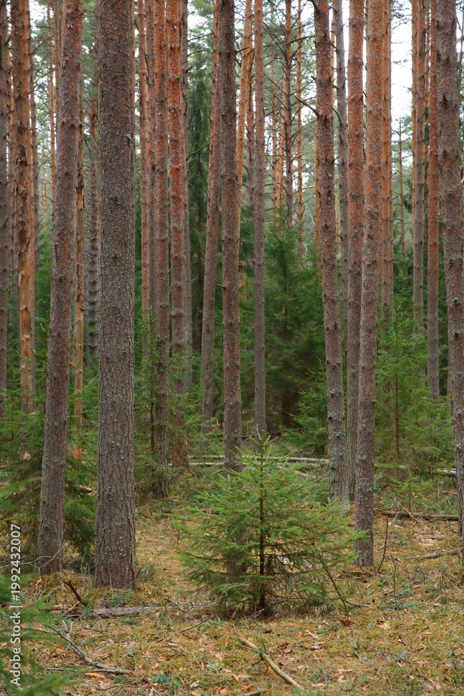 Fototapeta premium Spring in the forest
