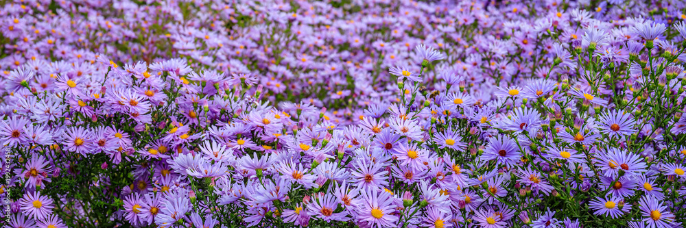 Obraz premium Colorful flowers bloom in a field during springtime near a city park