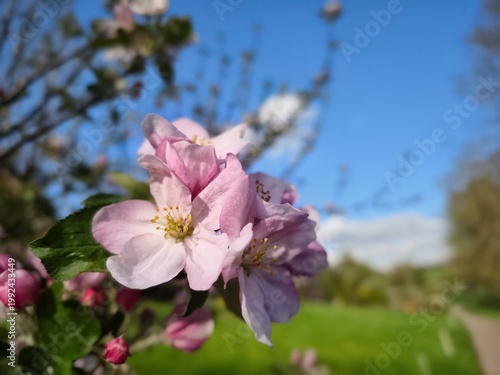 Obraz na płótnie Apple blossoms along the hiking trail