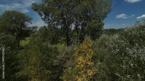Drone flight near tall tree with dense foliage and blue sky.