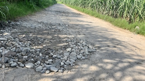 A rough rural dirt road filled with loose rocks and gravel bordered by tall green sugarcane plants under a bright daylight sky in a countryside farming area
