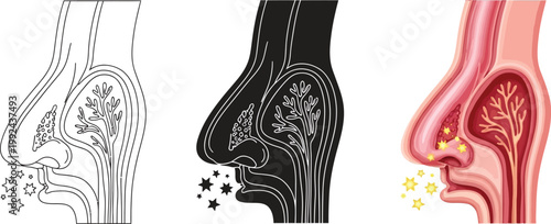 Human nasal anatomy cross-section with allergens and particles medical illustration for health and science concepts