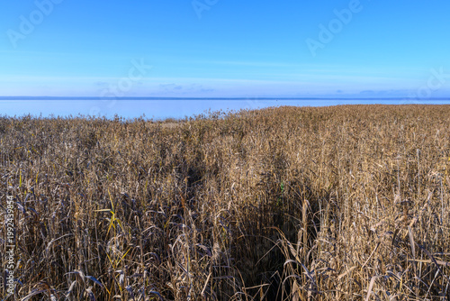 Golden reeds sway gently along the tranquil waters of Pereslavl-Zalessky
