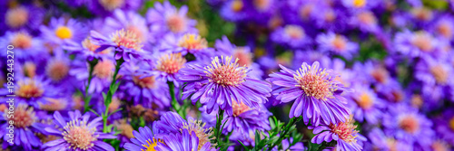 Purple flowers bloom in a garden during spring with many blossoms filling the scene and sunlight shining through the petals