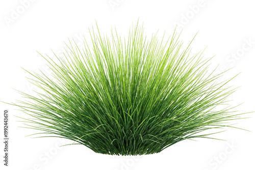 Foto Lush green ornamental grass tuft isolated on white background for landscaping de