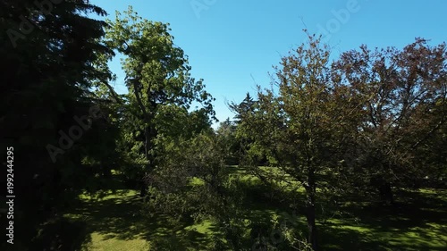  Drone flight over park with tall trees under clear blue sky.