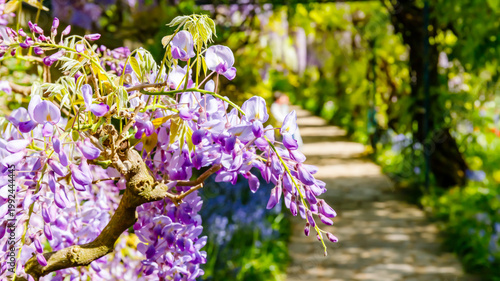 Foto Wisteria flowers bloom along a garden path during spring, creating a colorful di