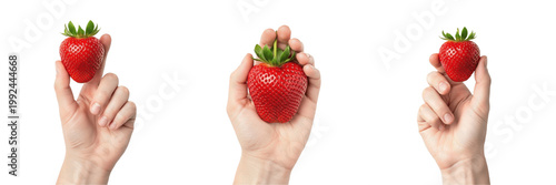 Hand holding multiple strawberries Fragaria x ananassa handful of berries Fresas Fraises Erdbeeren group of summer fruits organic harvest red berries vitamin rich healthy diet antioxidants