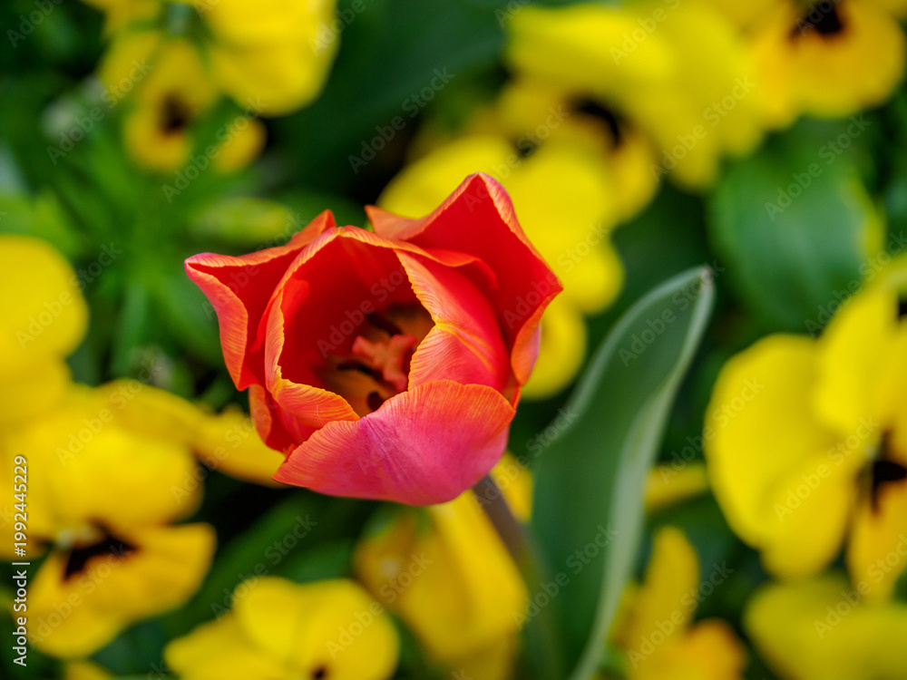 Obraz premium Bunter Frühling im Münstertland