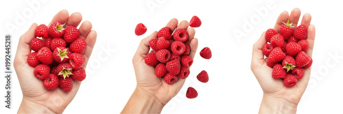 Fotografía Hand holding a handful of raspberries Rubus idaeus red berries Frambuesas Frambo