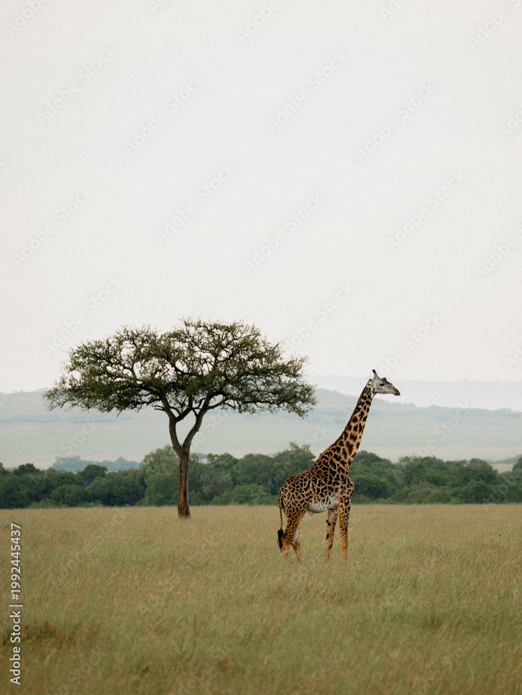 Fototapeta premium giraffe in the serengeti