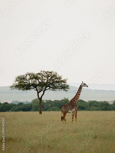 giraffe in the serengeti