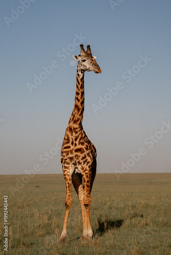 giraffe in africa
