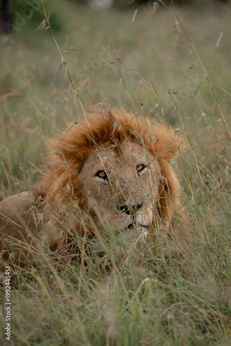 lion in the grass