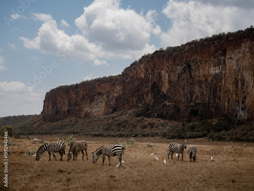 herd of zebra in kenya