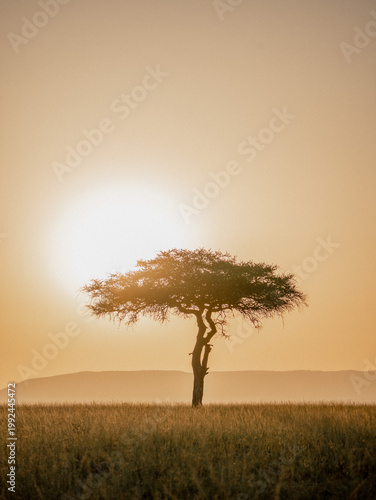 acacia tree in africa