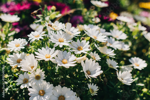 Tender white daisy flowers (Osteospermum) in a spring garden on a sunny day.