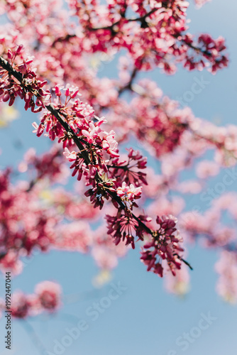 Beautiful branch with pink blossom of Judas Tree (Cercis siliquastrum) in a spring garden. Close up.