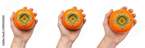 Bild auf Leinwand Hand holding persimmon - Diospyros kaki (Caqui / Kaki) - Fresh Organic Tropical