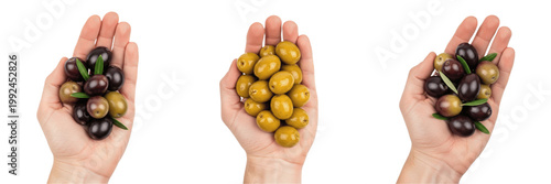 Bild auf Leinwand Hand holding olives - Olea europaea (Aceituna / Olive) - Fresh Organic Tropical