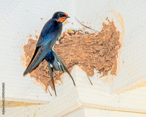 Barn Swallow Adult with Hatchlings