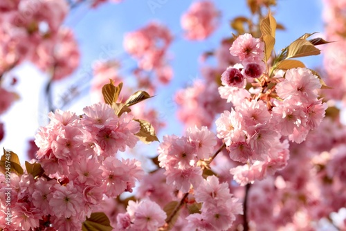 Cherry blossoms bloom in spring sunlight, showcasing bright pink flowers against a clear blue sky in a garden setting