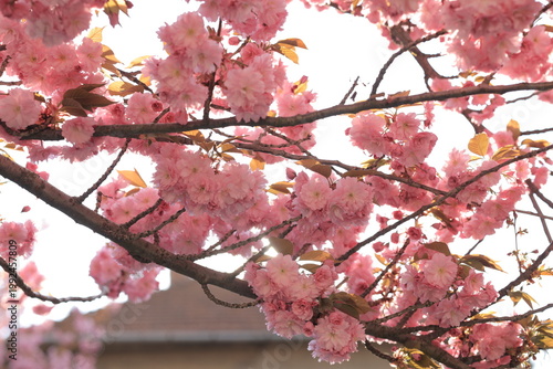 Cherry blossoms bloom in spring sunlight over tree branches in a garden setting