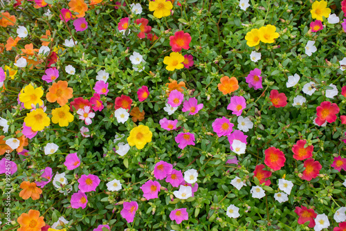 カラフルなポーチュラカ（Portulaca）の花 背景