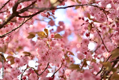Cherry blossoms bloom in spring under a clear blue sky among branches in a garden setting with bright colors