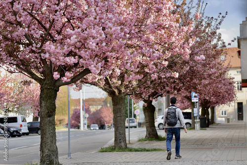 Man walks on a street lined with cherry blossom trees during spring in a city park in the afternoon