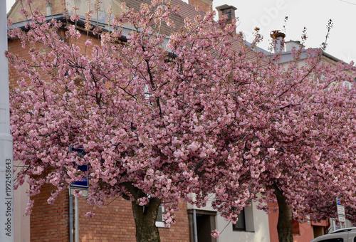 Cherry blossom trees bloom near buildings in a city street during springtime in the morning light