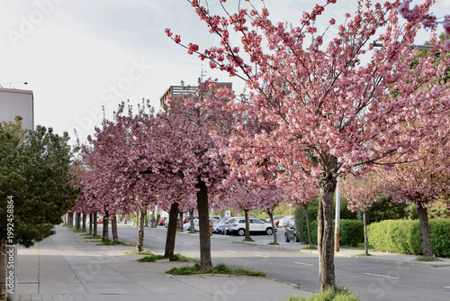 Spring blooms fill the street with pink flowers and trees lining the sidewalk in an urban area during a sunny day
